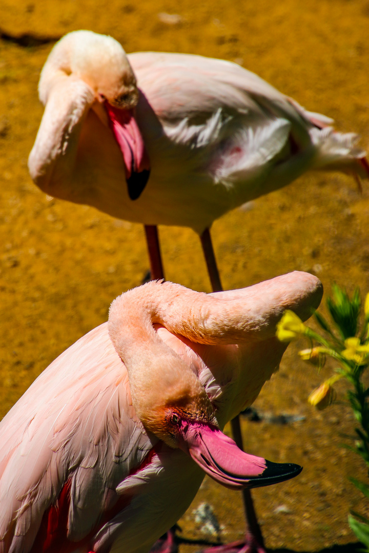 Nahaufnahme eines Flamingos 