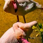 Nahaufnahme eines Flamingos 