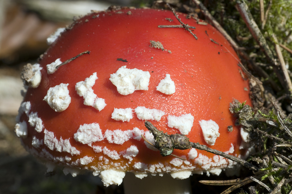 Nahaufnahme eines Fliegenpilz