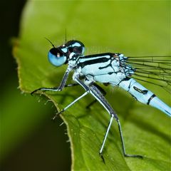 Nahaufnahme eines jungen Männchens der Hufeisen-Azurjungfer (Coenagrion puella) - . . .