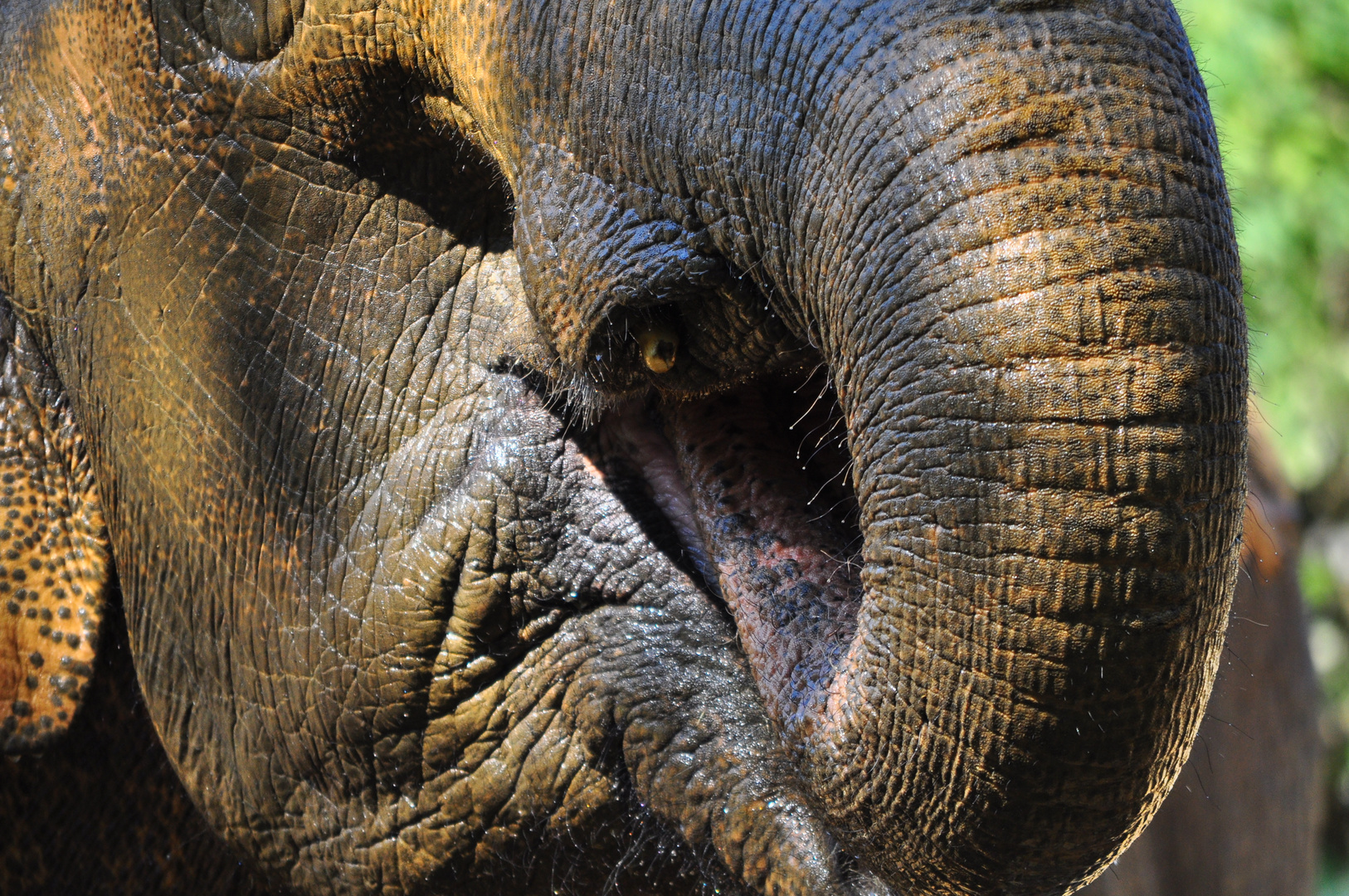 Nahaufnahme Elefant beim trinken