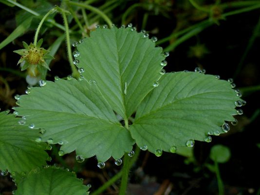 Nahaufnahme Erdbeerblatt mit Guttation