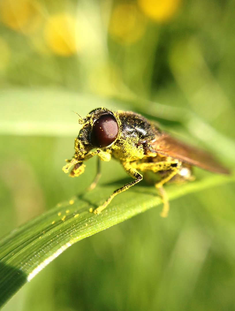 Nahaufnahme Fliege