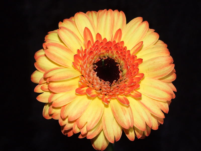 Nahaufnahme Gerbera