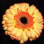 Nahaufnahme Gerbera