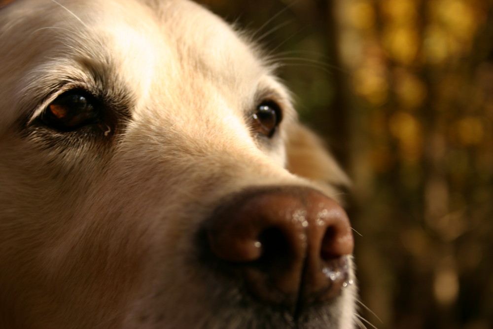 Nahaufnahme Golden Retriver