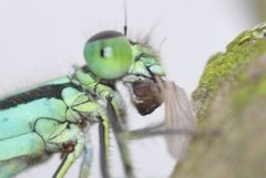 Nahaufnahme Große Pechlibelle - Ischnura Elegans mit Fliege