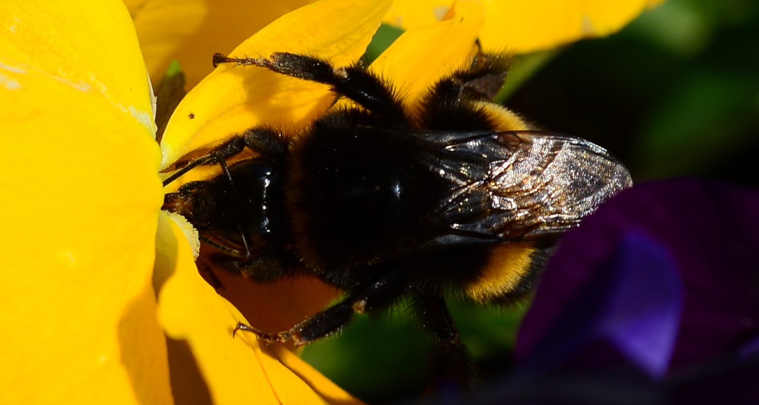 Nahaufnahme Hummel