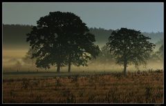 Nahaufnahme in Nebel