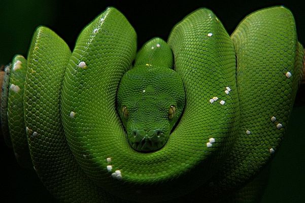 Nahaufnahme mit Tele - Baumpython für Anne Kaya