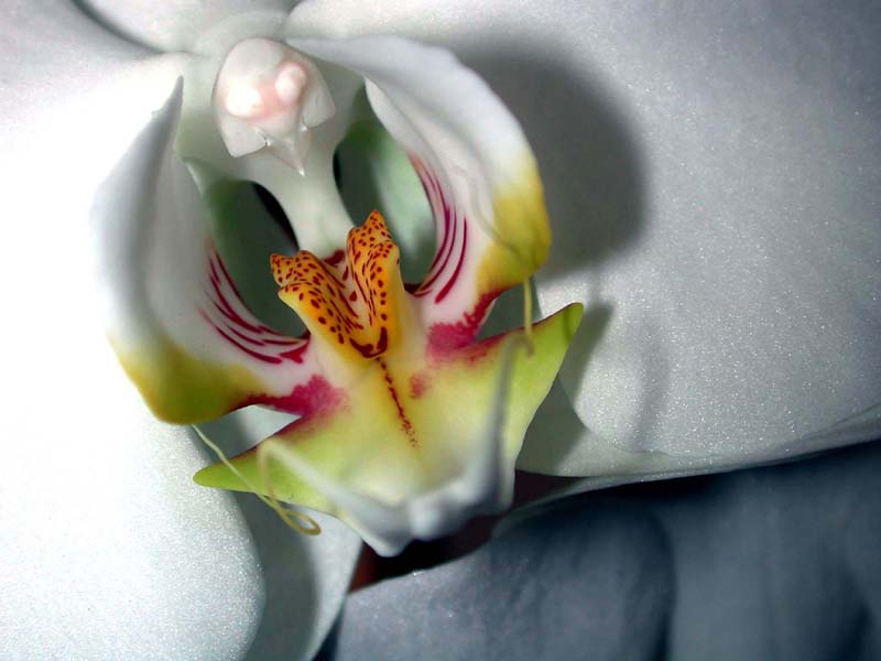 Nahaufnahme Orchidee
