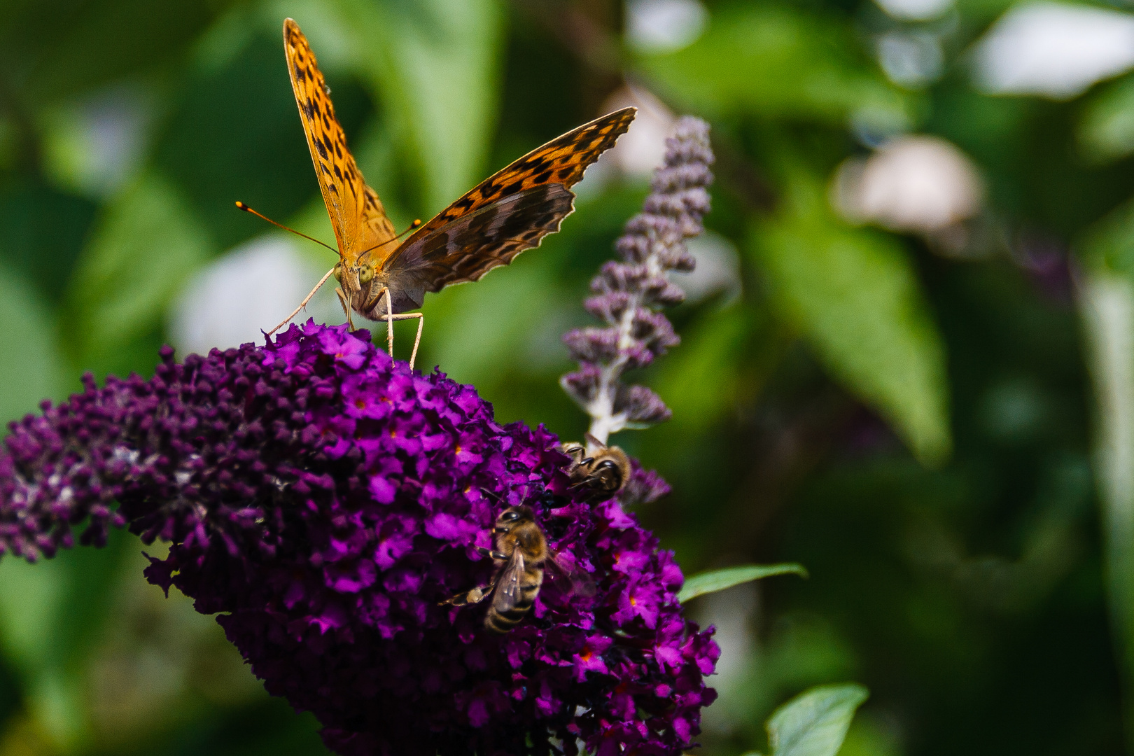 Nahaufnahme Schmetterling