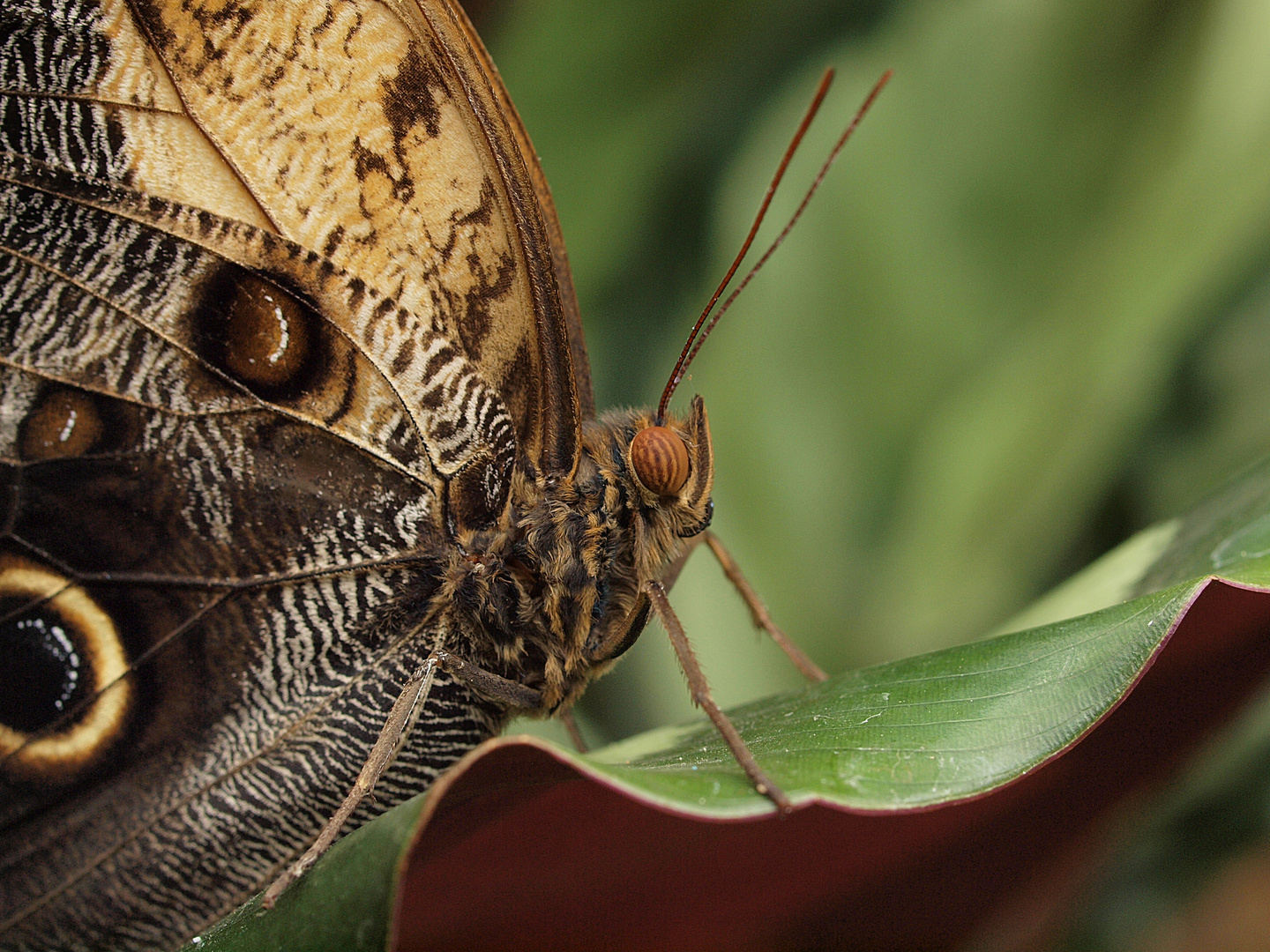 Nahaufnahme Schmetterling