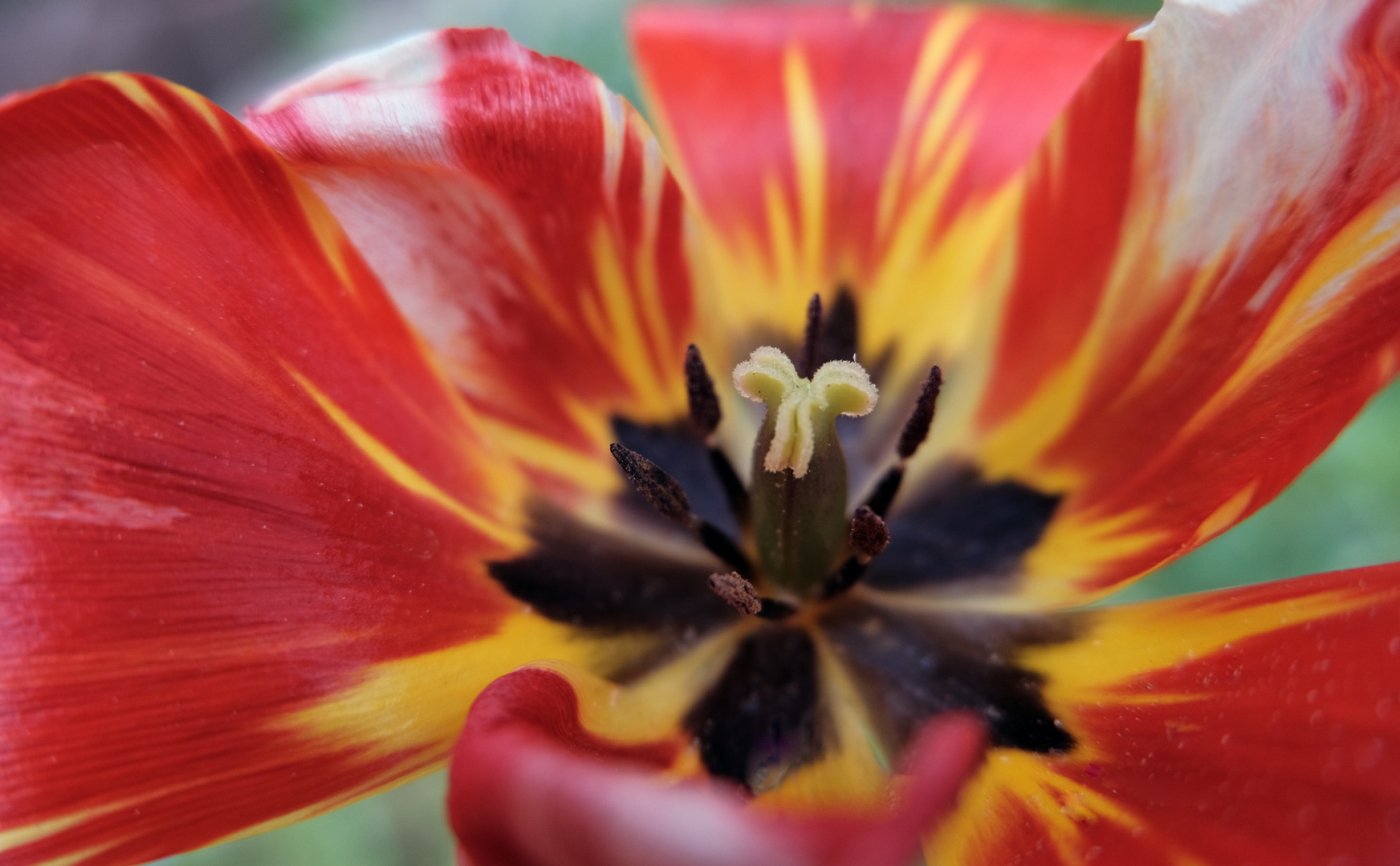 nahaufnahme stempel einer tulpe