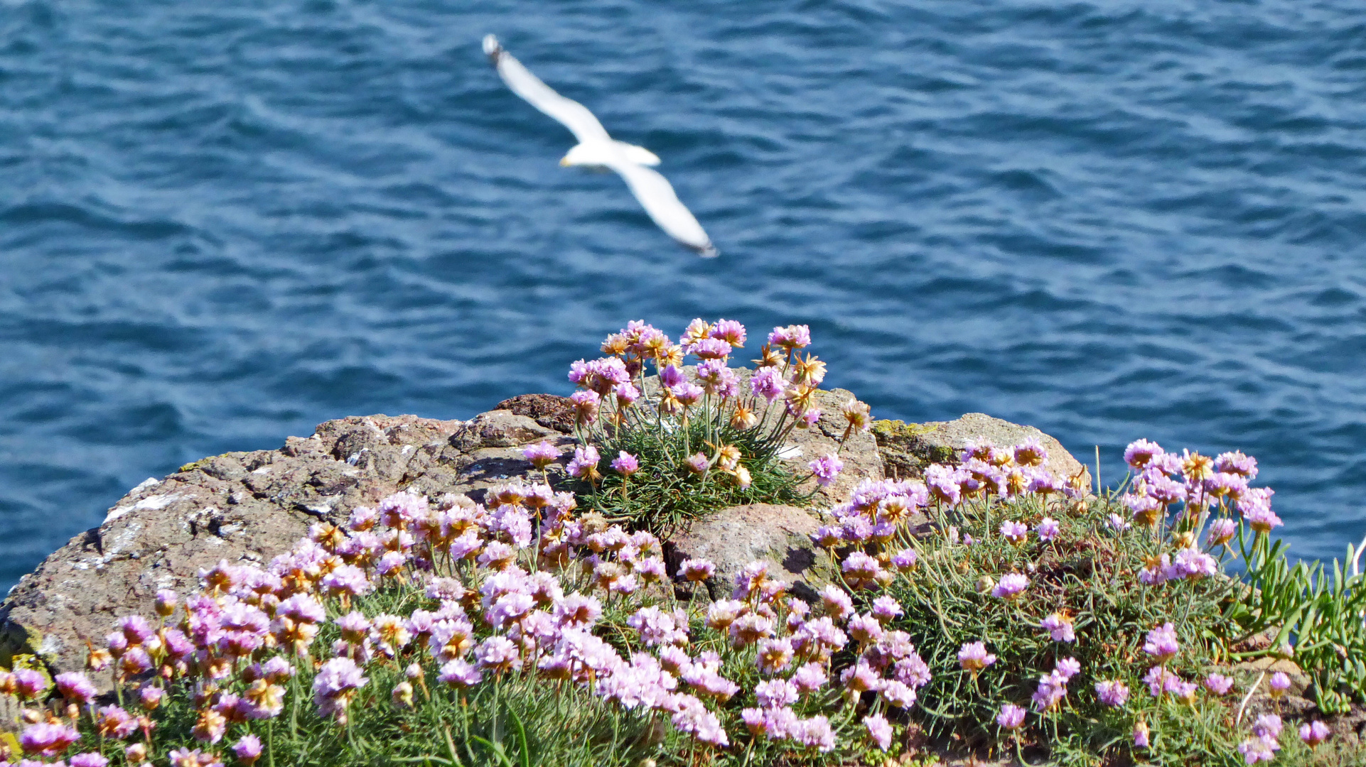 Nahaufnahme und Möwe im Flug