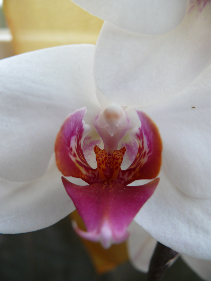 Nahaufnahme unserer Orchidee