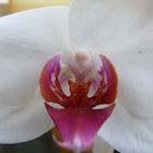 Nahaufnahme unserer Orchidee