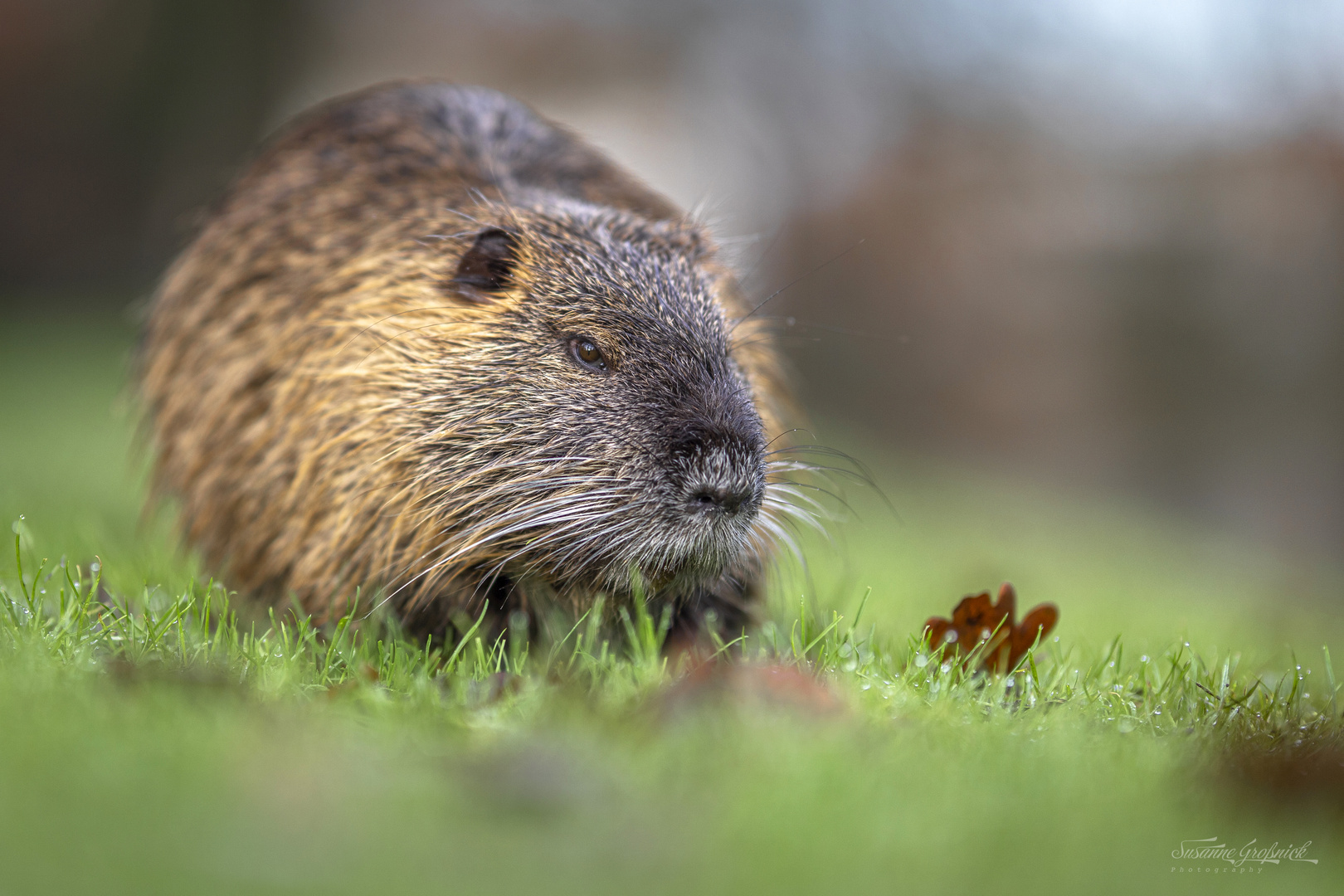 Nahaufnahme von einem Nutria