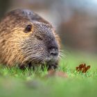 Nahaufnahme von einem Nutria