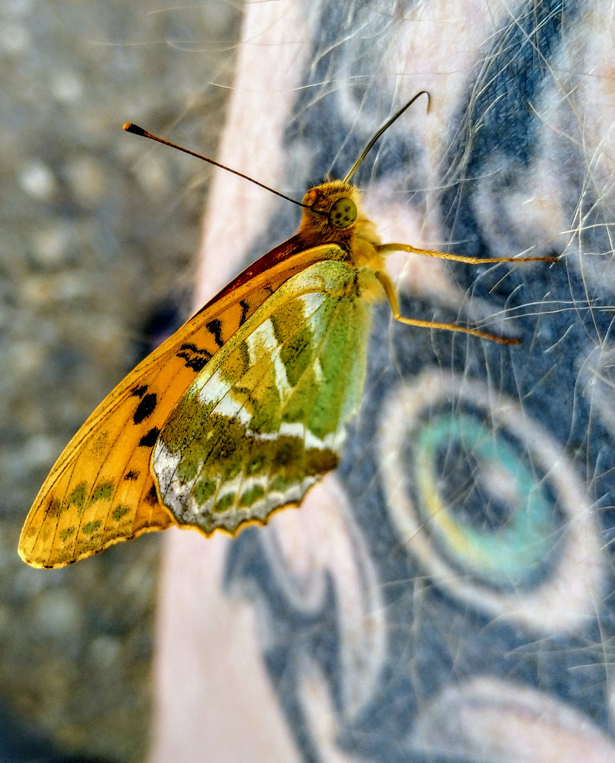 Nahaufnahme von einem Schmetterling 