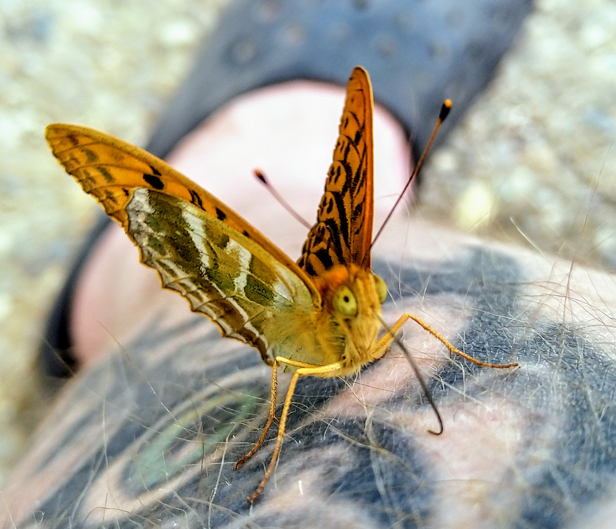 Nahaufnahme von einem Schmetterling 