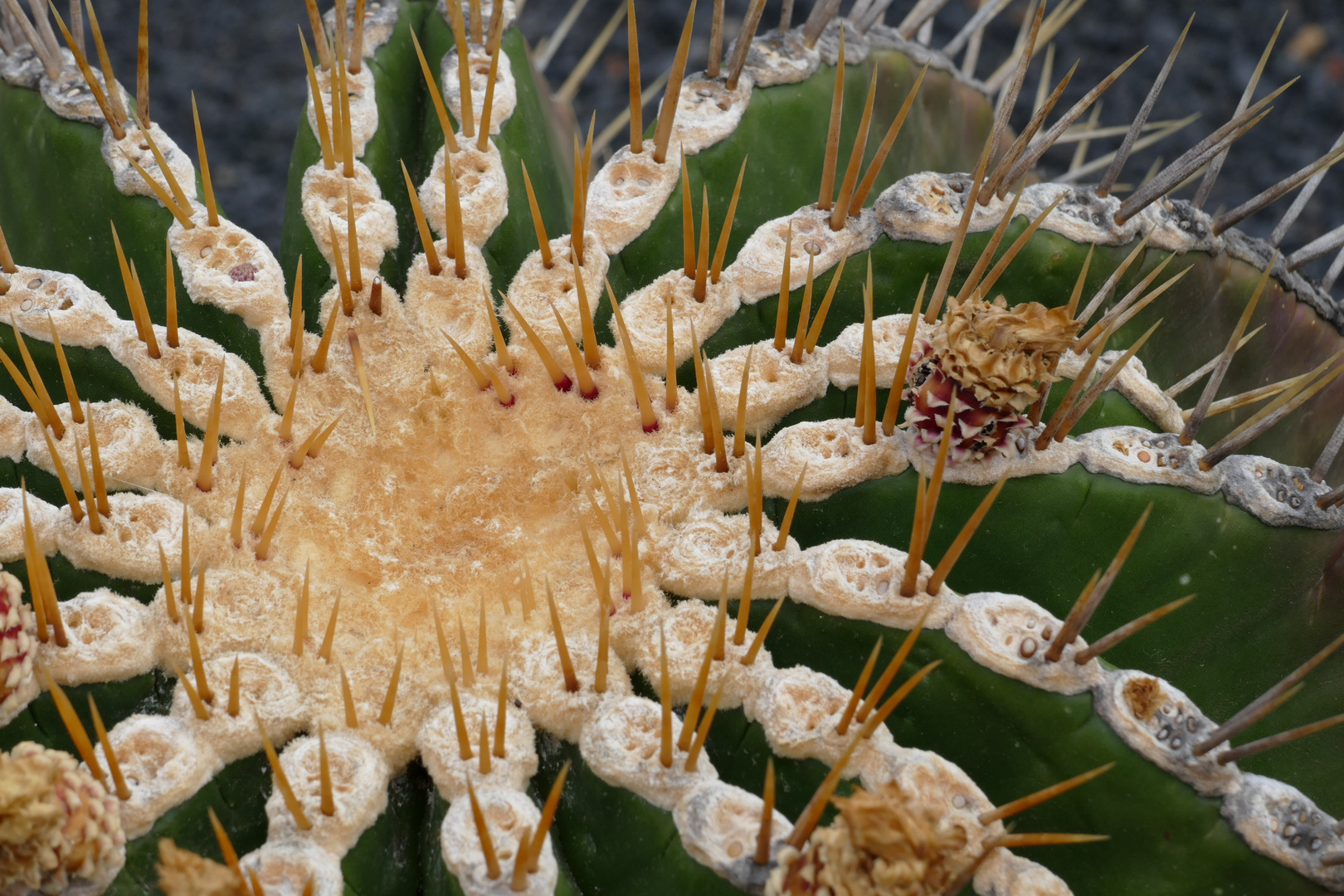 Nahaufnahme von Grosskaktus auf Lanzarote 