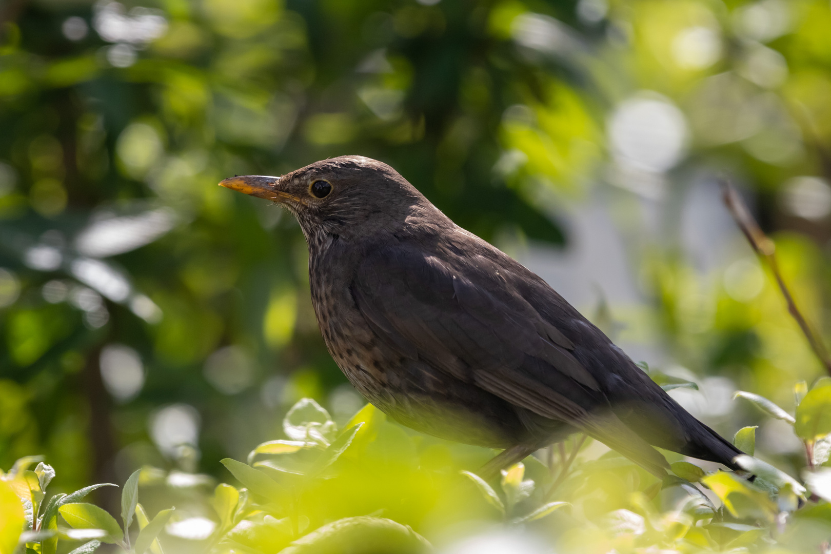 Nahaufnahme_Amsel