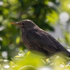 Nahaufnahme_Amsel