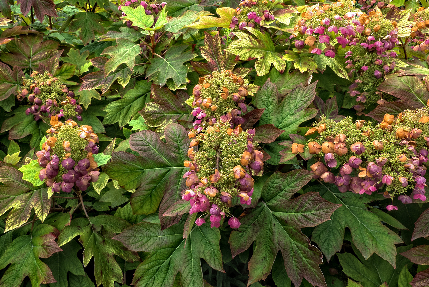 Nahaufnahme;Botanik;Hortensie;Blüten;