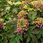 Nahaufnahme;Botanik;Hortensie;Blüten;