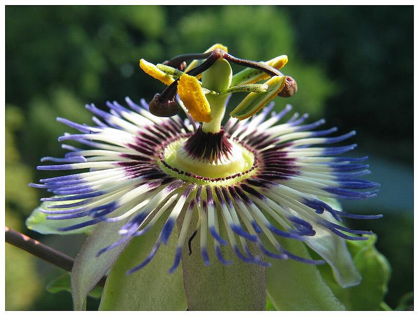 Nahaufnahme/Makro Blüte