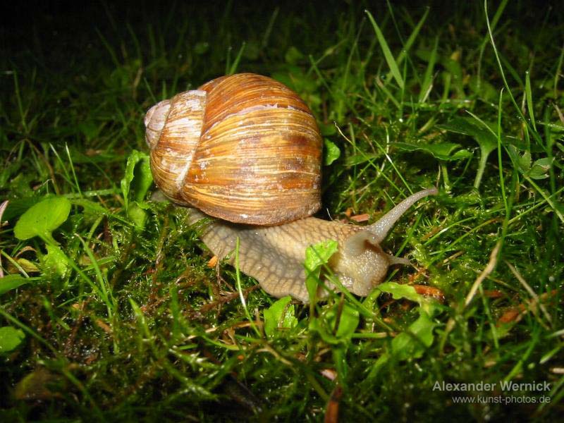 Nahaufnahme/Makro Schnecke