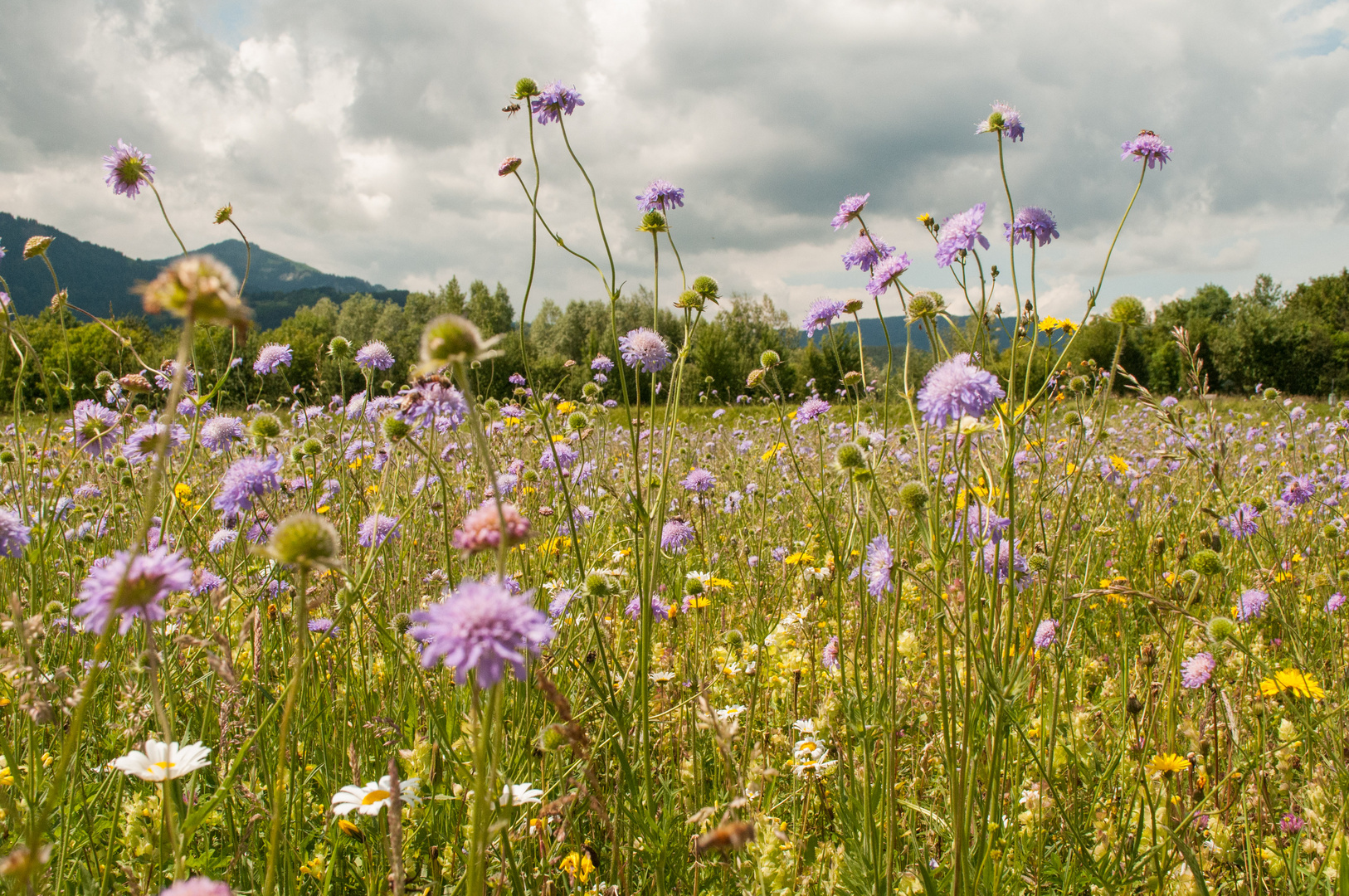 Nahaufname der Blumenwiese