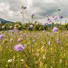 Nahaufname der Blumenwiese