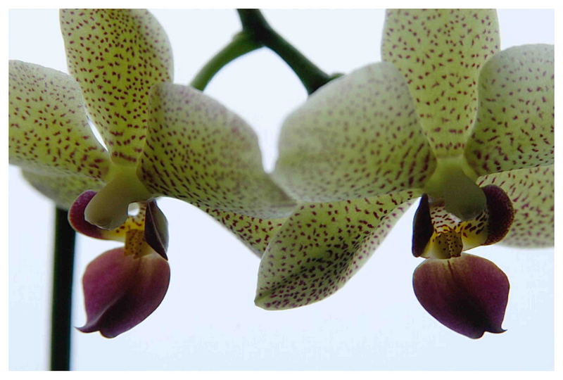 Nahbereich Orchidee