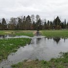 Nahe dem Biber an der Rodau: Ein Paradies für Wasservögel