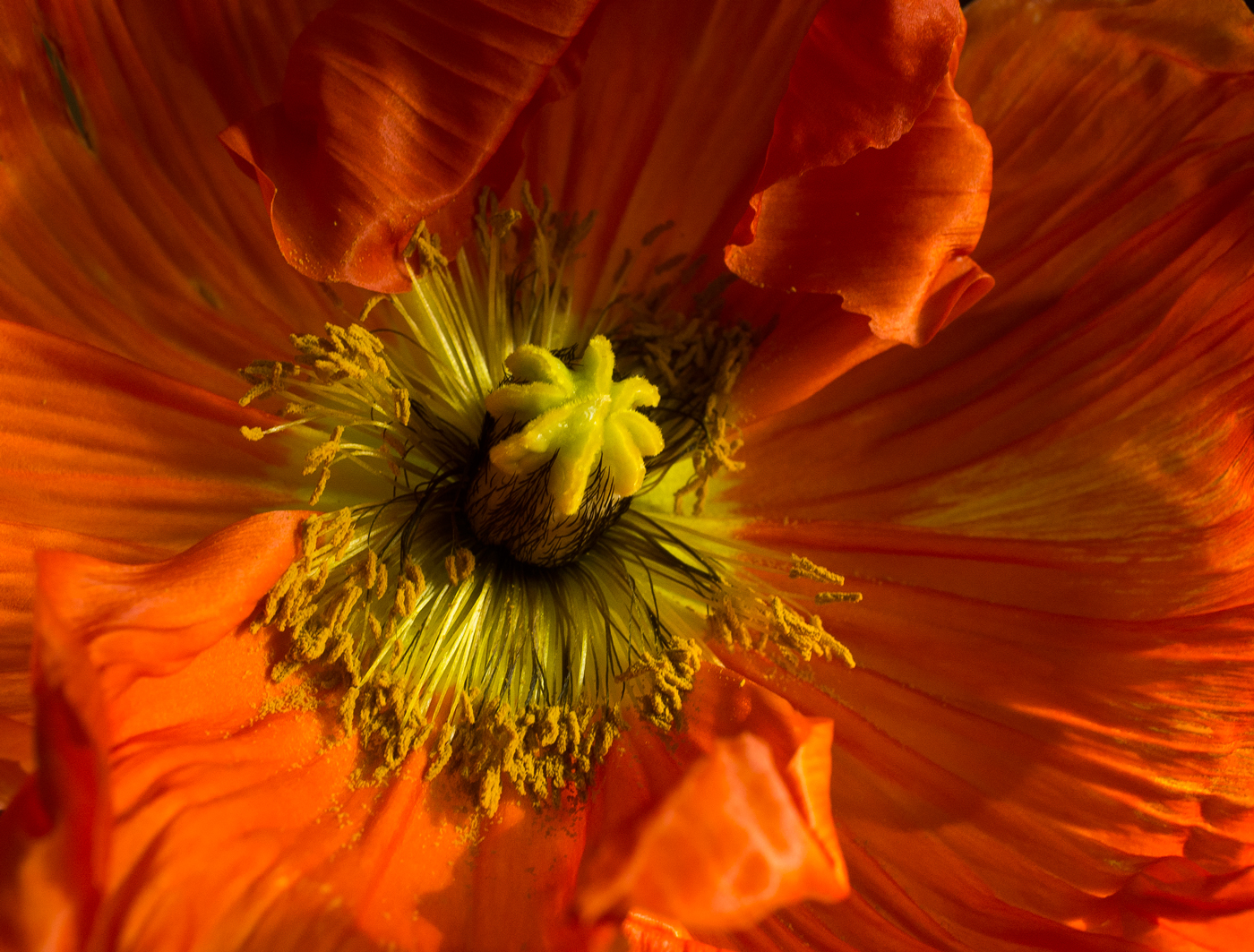 Nahe dran in Mohnblüte