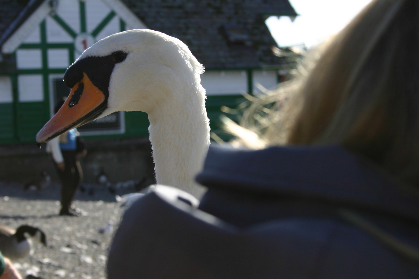 nahegekommener Schwan