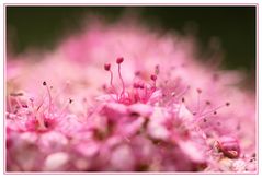 Naher Blick über die Blüten des-