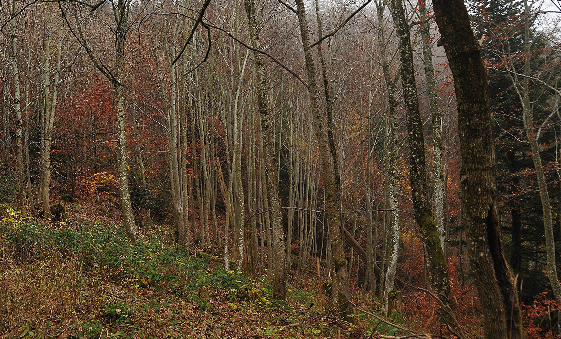 Naherholungsgebiet Wald