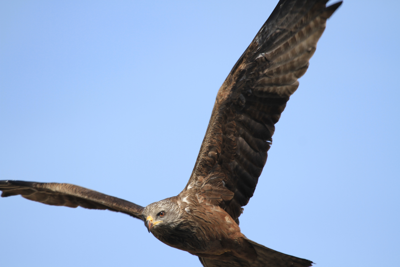 Nahflug - Auge in Auge mit dem Schwarzmilan