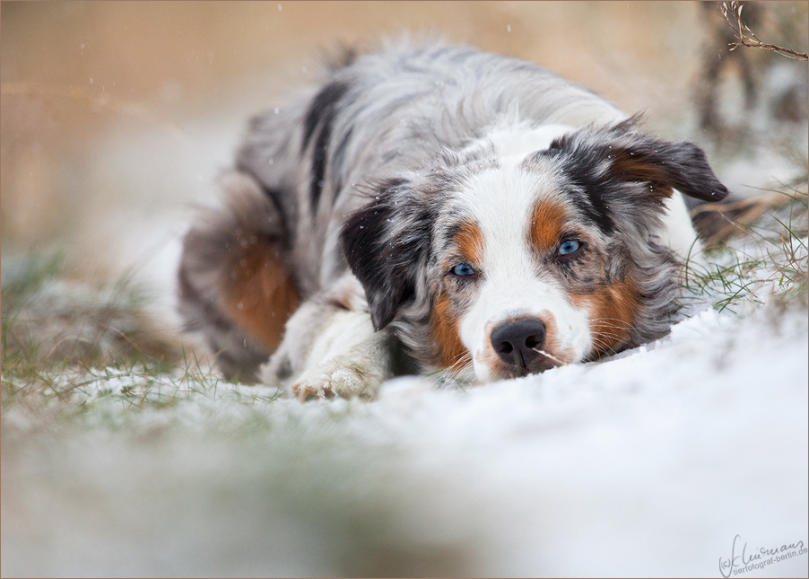 Nahla's erster Schnee