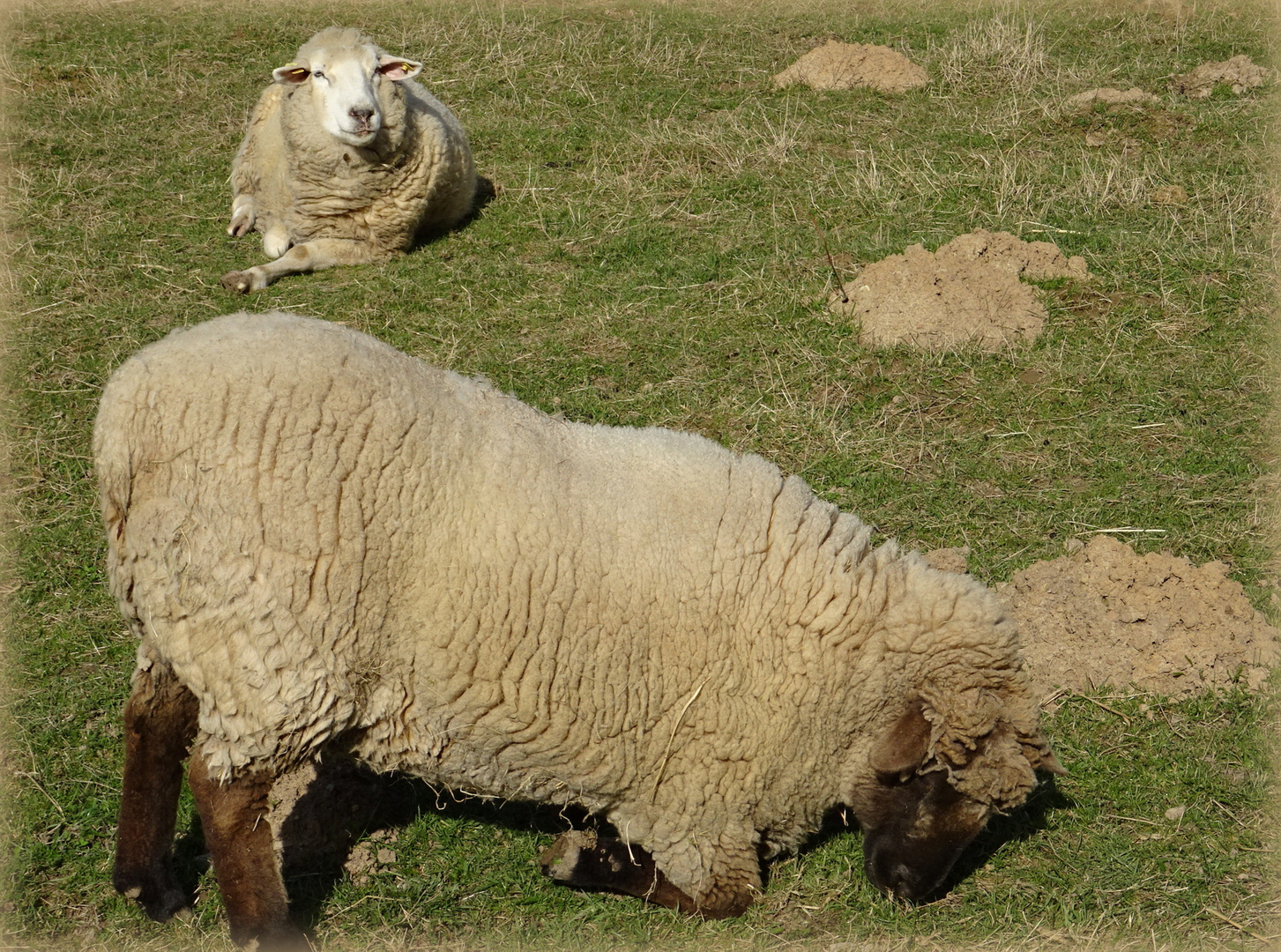 "Na!Hörst du wieder das Gras wachsen?"