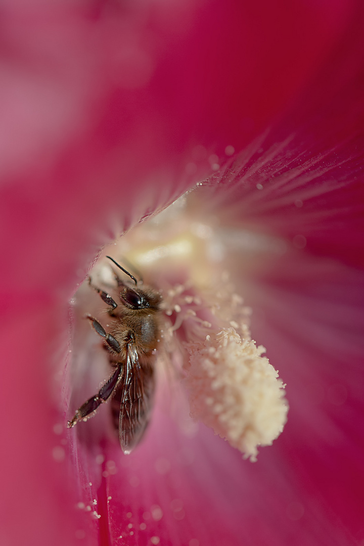 Nahrung für das fleißige Bienchen