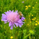 Nahrung für die Bienen