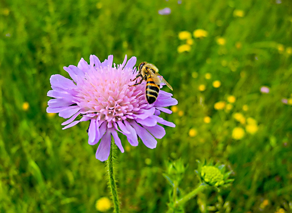 Nahrung für die Bienen