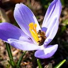 Nahrung für die Insekten