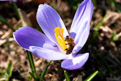 Nahrung für die Insekten