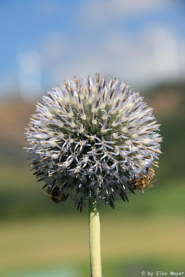 Nahrung für Hummel und Bienen