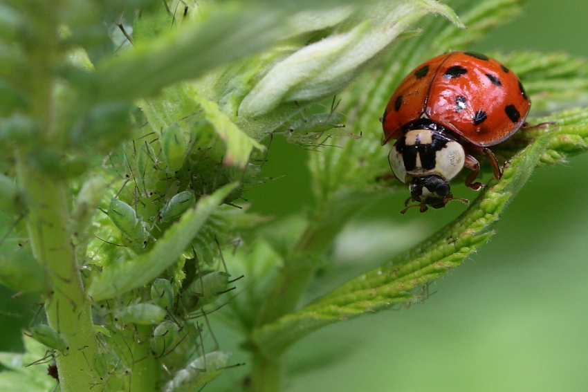 Nahrung im Überfluß, Dettingen an der Erms, Biosphärengebiet